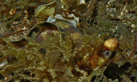 Image of Barred moray