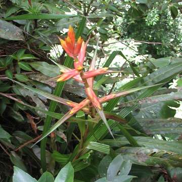 Image of Guzmania plicatifolia L. B. Sm.