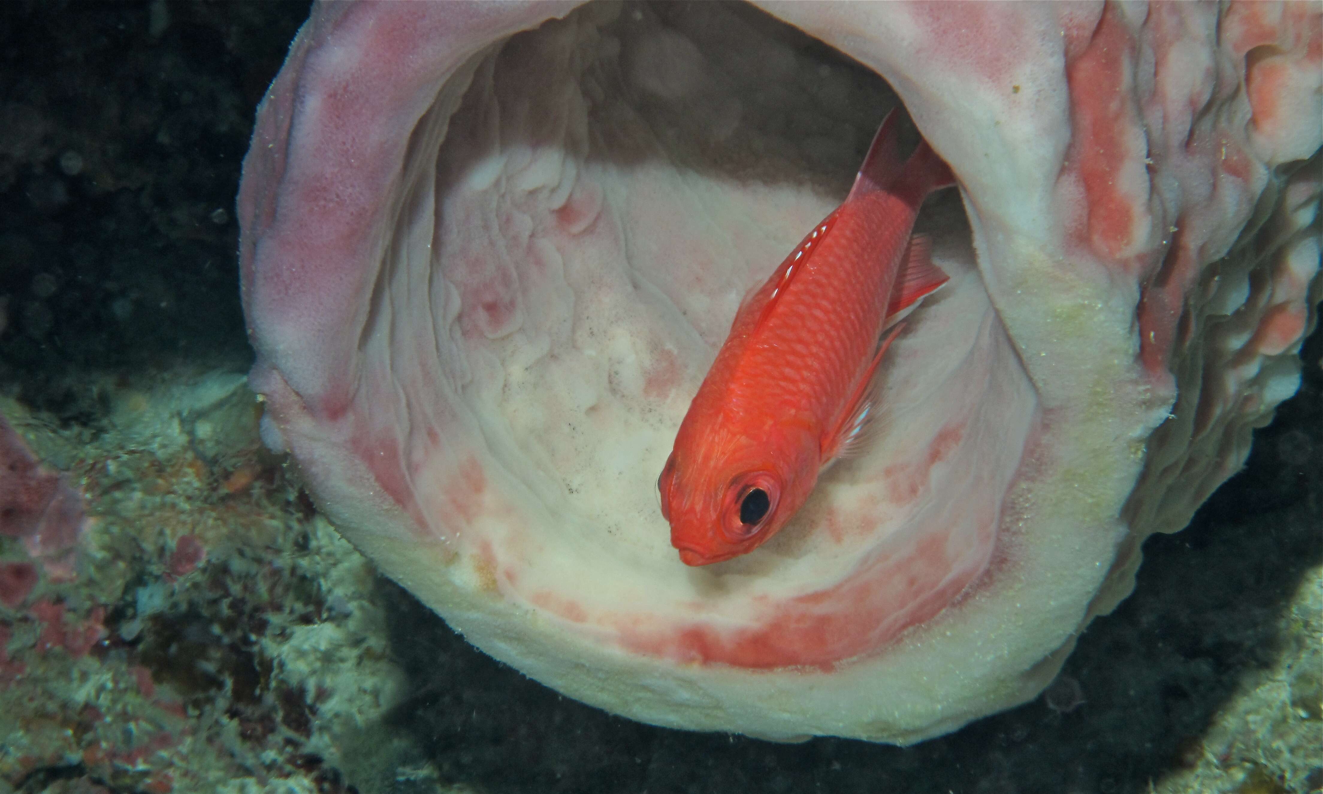 Image of Immaculate Squirrelfish