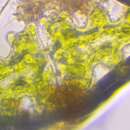 Euastrum pinnatum resmi