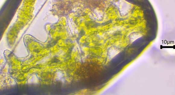 Euastrum pinnatum resmi