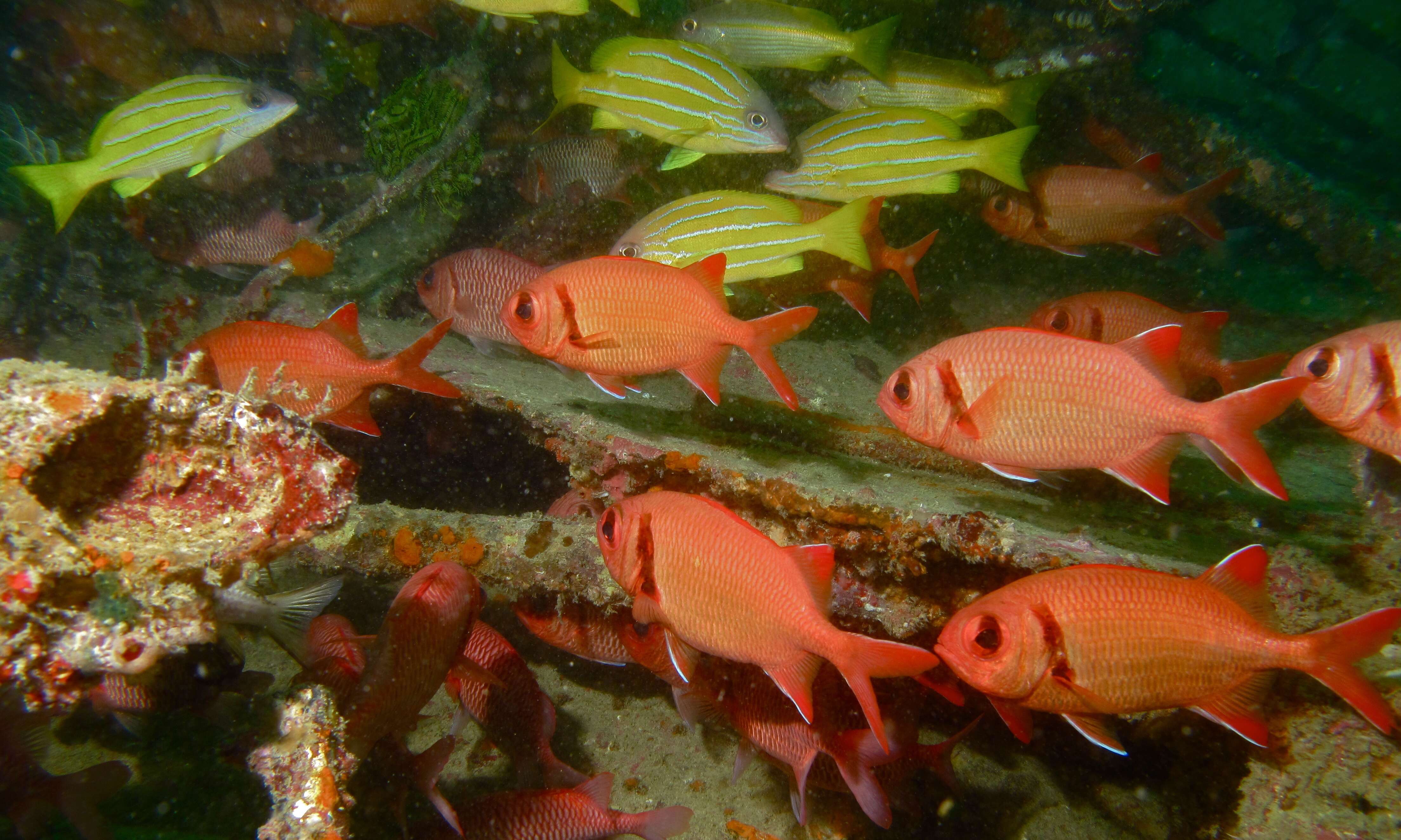 Image of Five-lined snapper