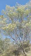 Image of willow ragwort