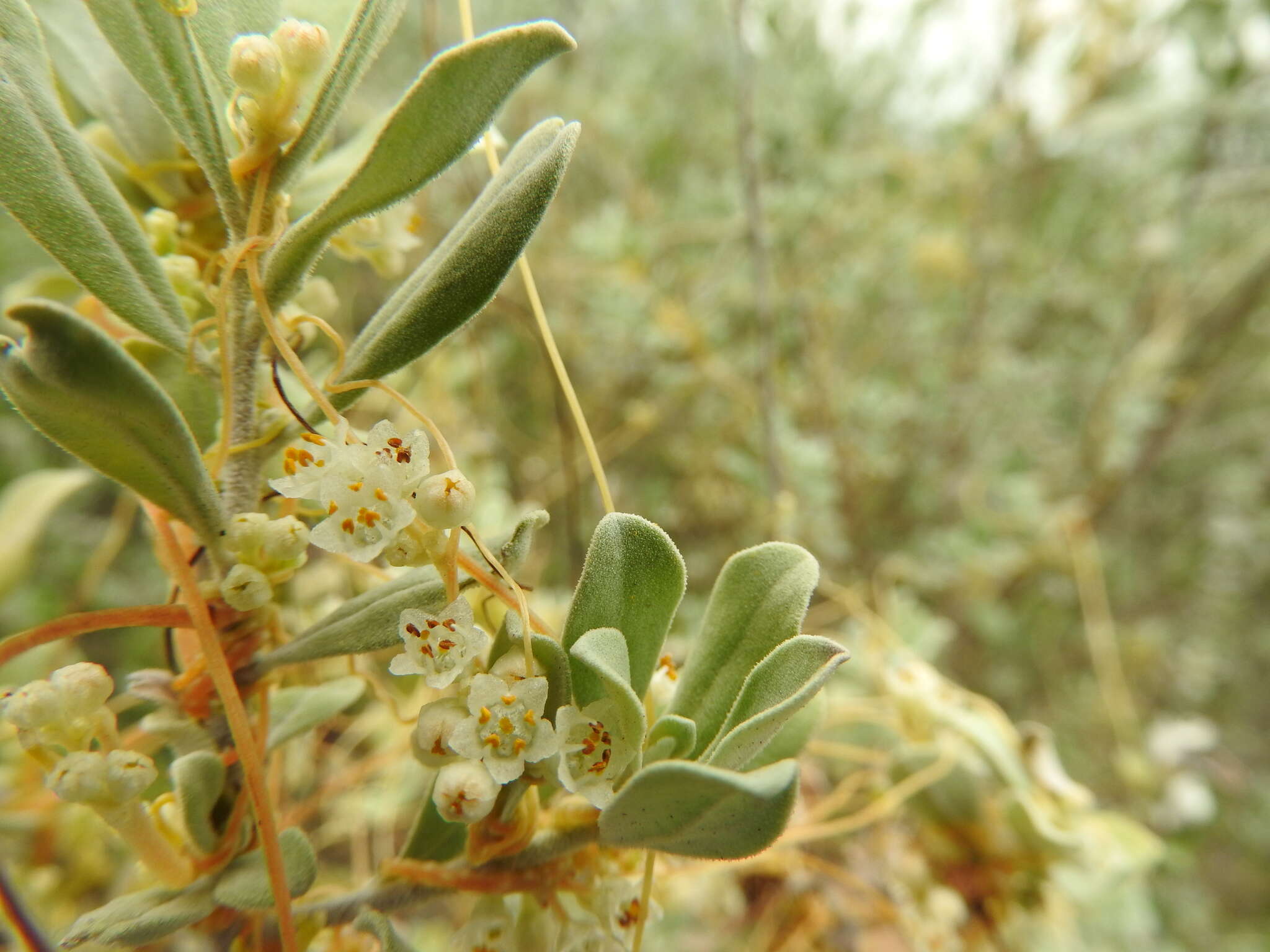 Image of Cuscuta mitraeformis Engelm. ex Hemsl.