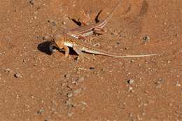 Image of Wedge-snouted Desert Lizard