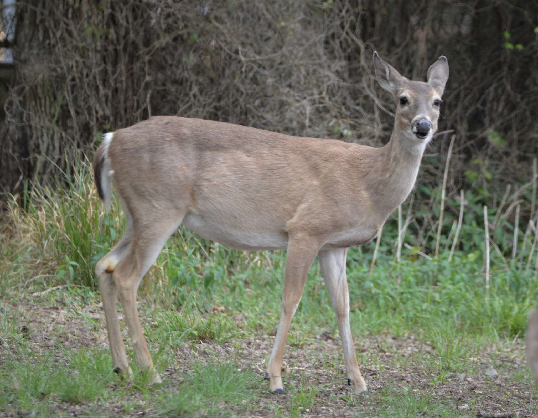 Odocoileus virginianus texanus (Mearns 1898) resmi