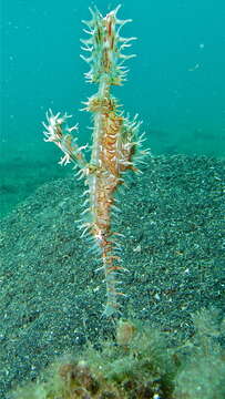 Image of Ornate ghost pipefish