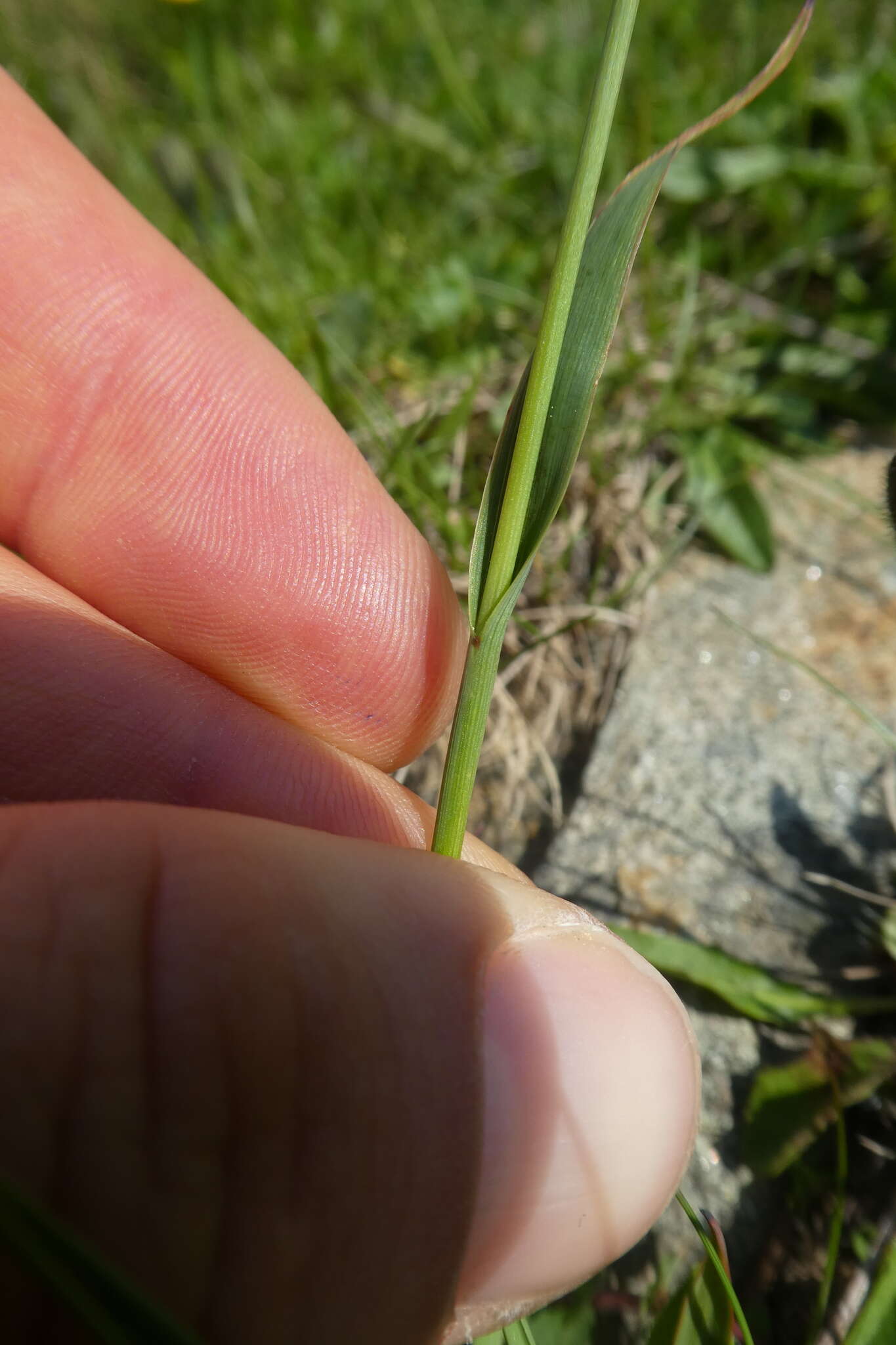 Image of Yellow Woodrush