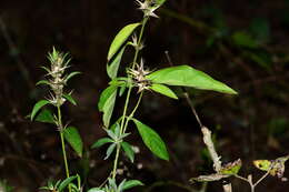 Image of porcupine flower