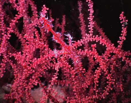 Image of Ornate ghost pipefish