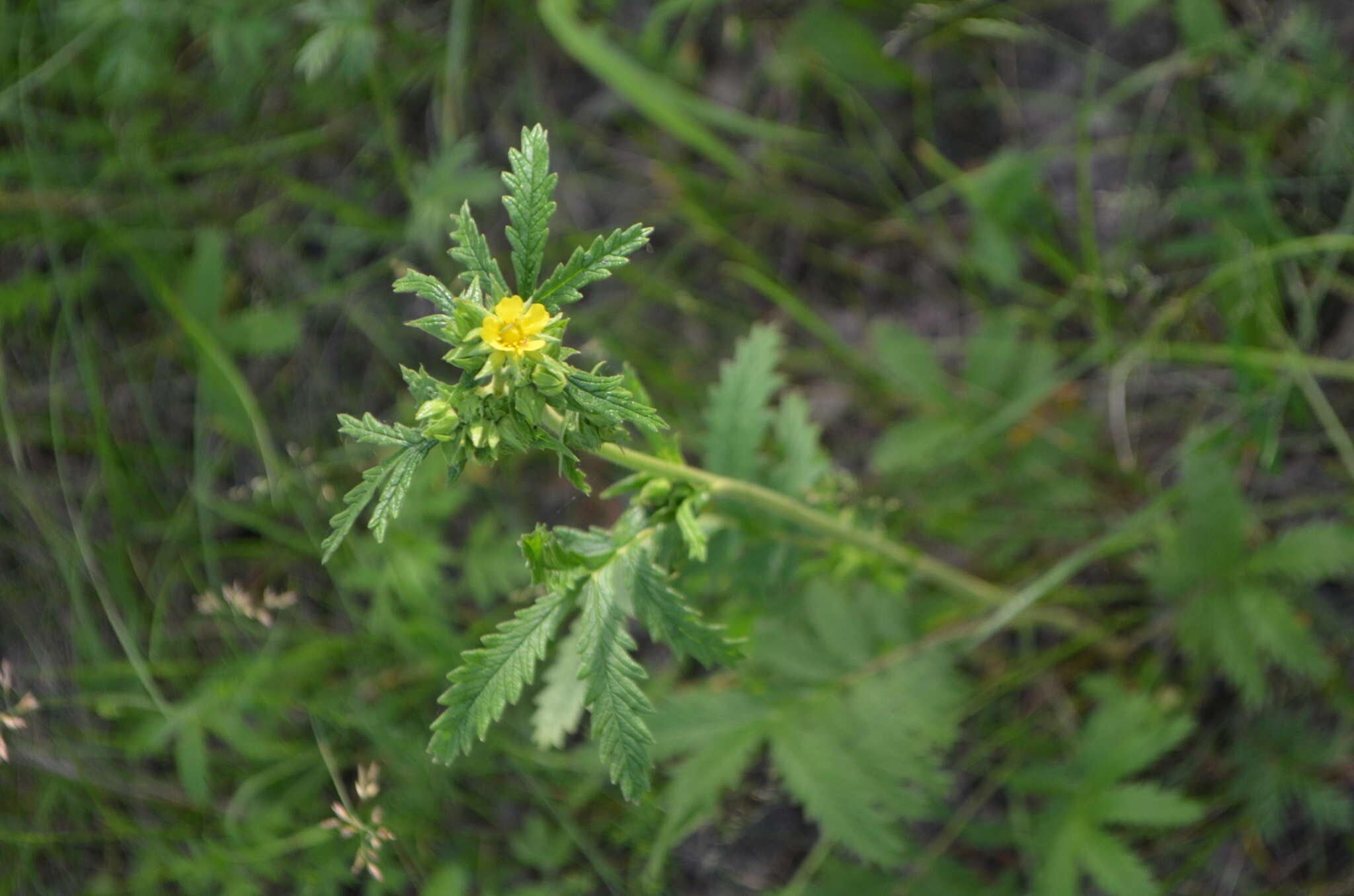 Image of Potentilla longifolia Willd.