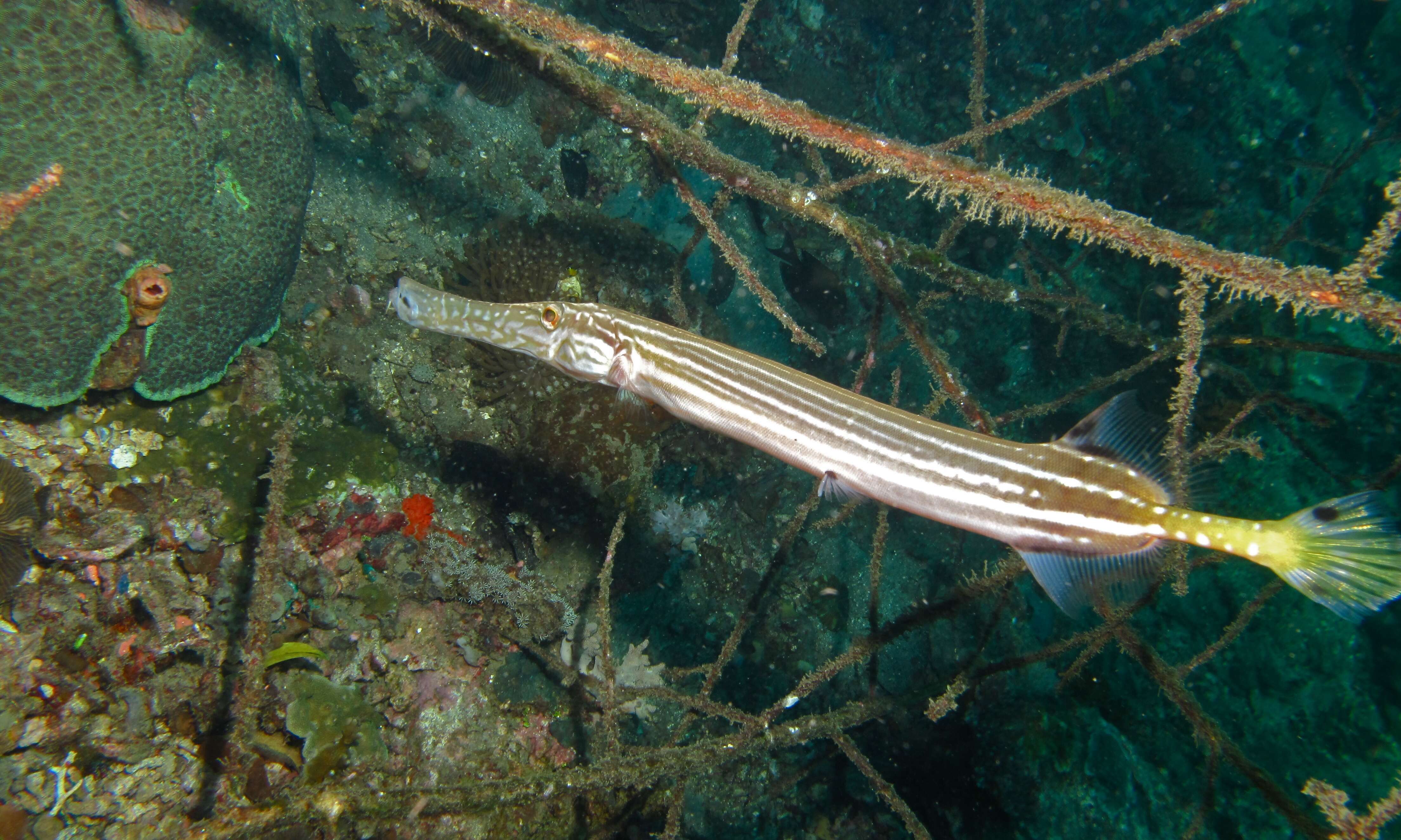 Image of Chinese Trumpetfish