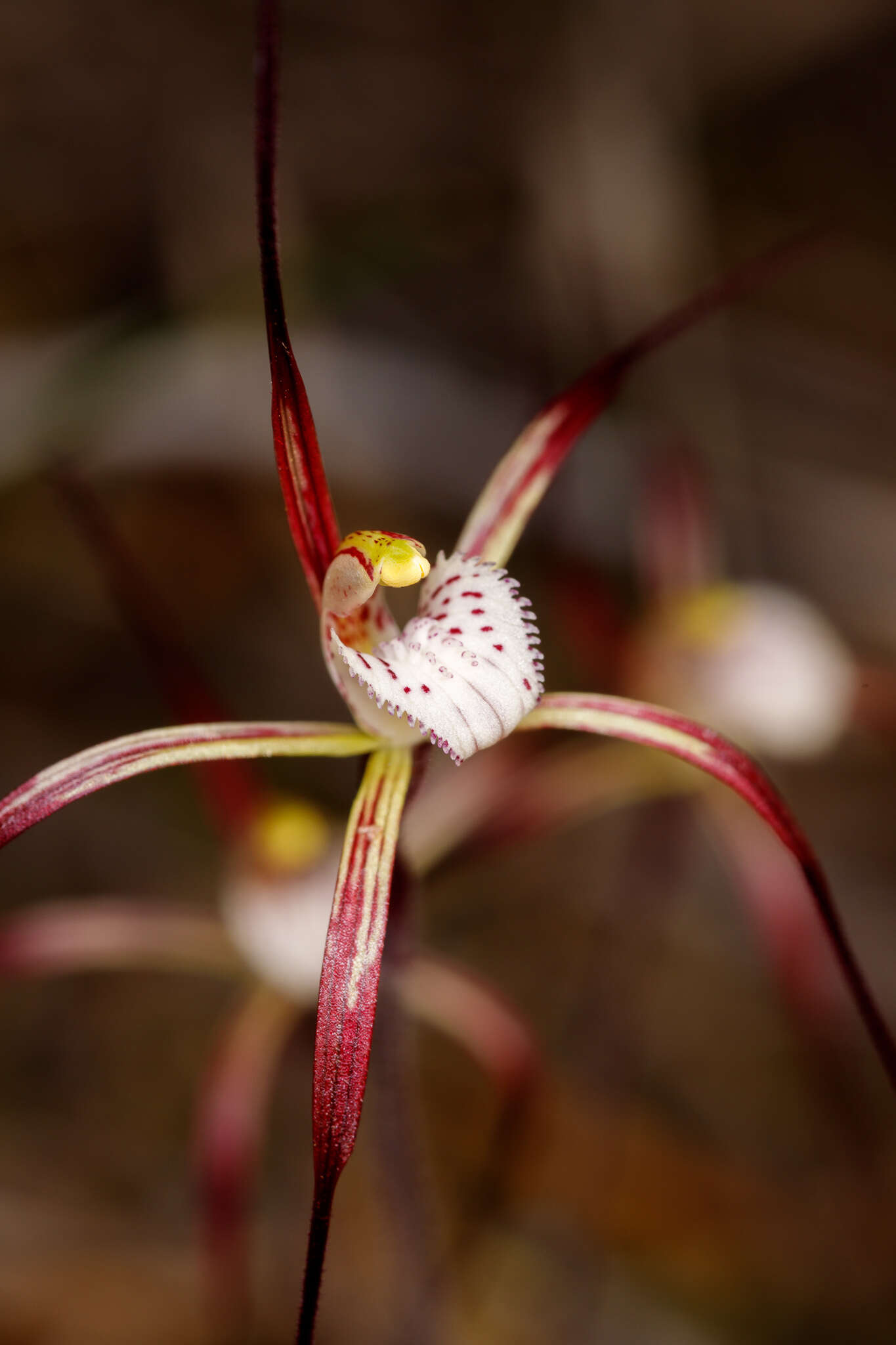 Image of Caladenia denticulata subsp. rubella A. P. Br. & G. Brockman