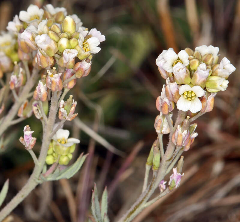 Imagem de Polyctenium fremontii var. fremontii