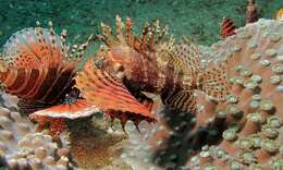 Image of Dwarf lionfish