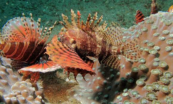 Image of Dwarf lionfish