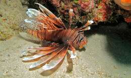 Image of Common lionfish