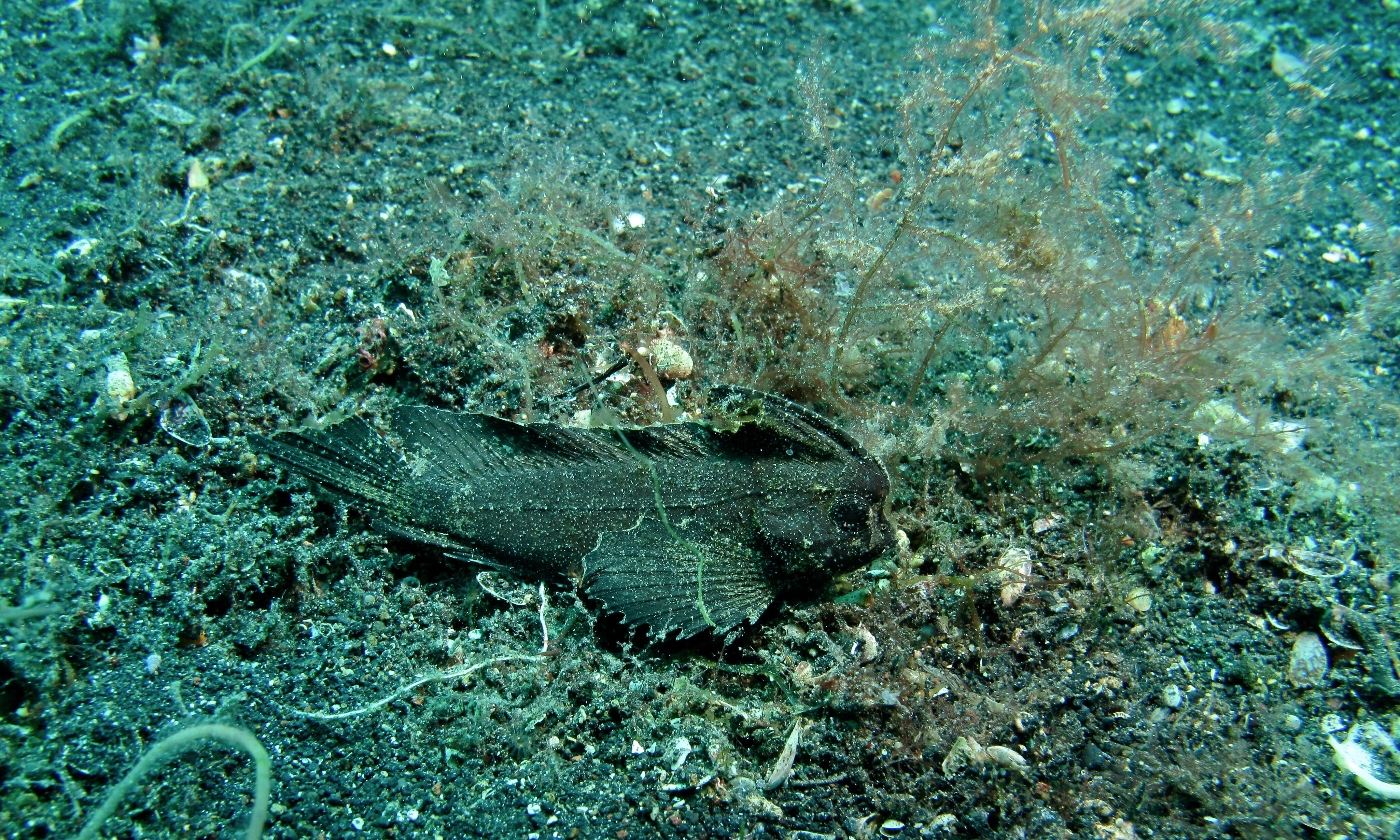 Image of Cockatoo fish