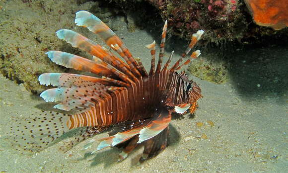 Image of Common lionfish