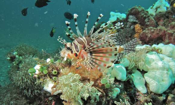 Image of Zebra lionfish