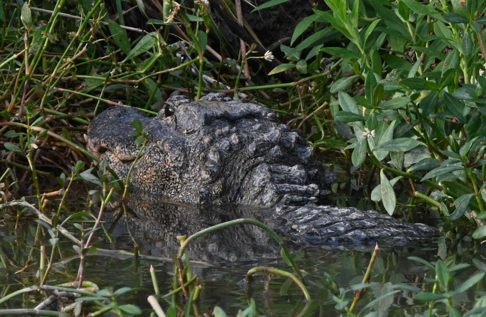 Image of Chinese alligator