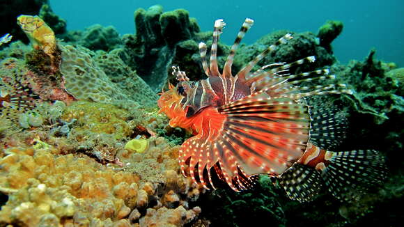 Image of Zebra lionfish