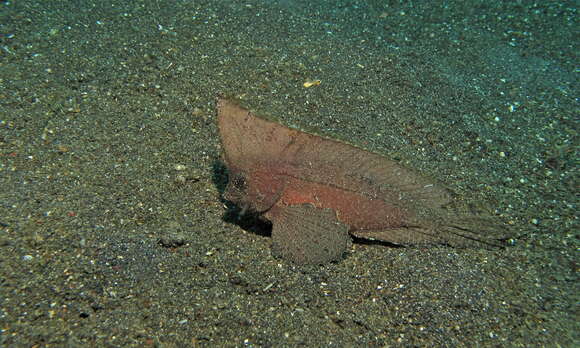 Image of Cockatoo fish