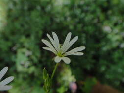 Image of Cerastium sylvaticum Waldst. & Kit.