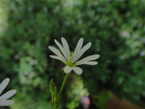 Plancia ëd Cerastium sylvaticum Waldst. & Kit.