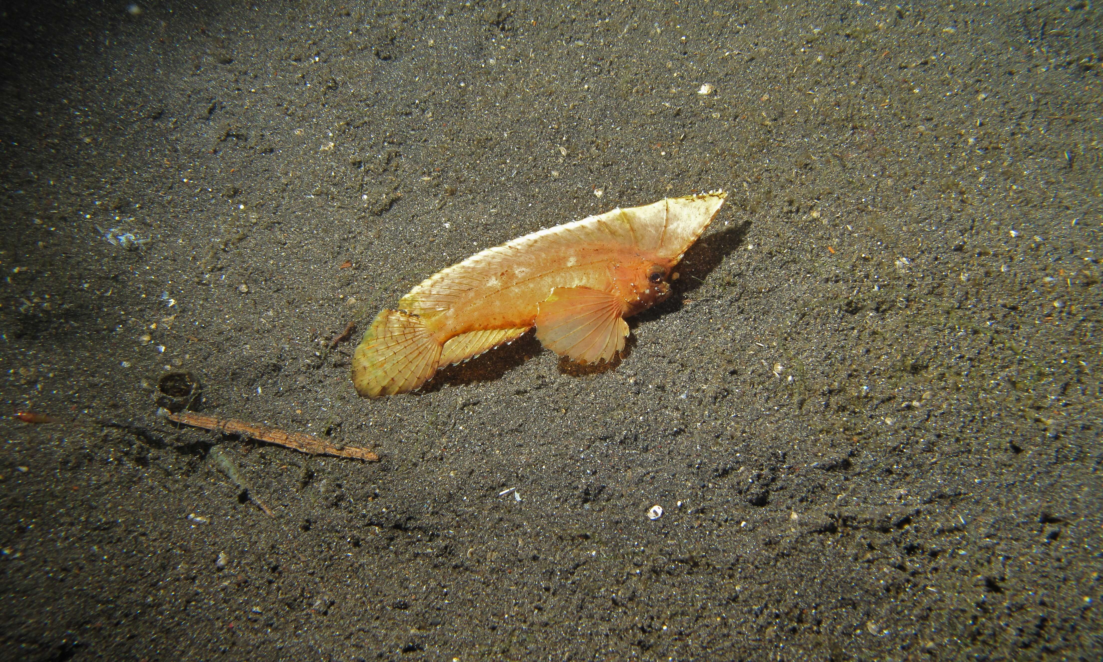 Image of Cockatoo fish