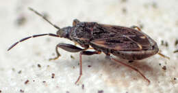 صورة Eremocoris opacus Van Duzee & E. P. 1921