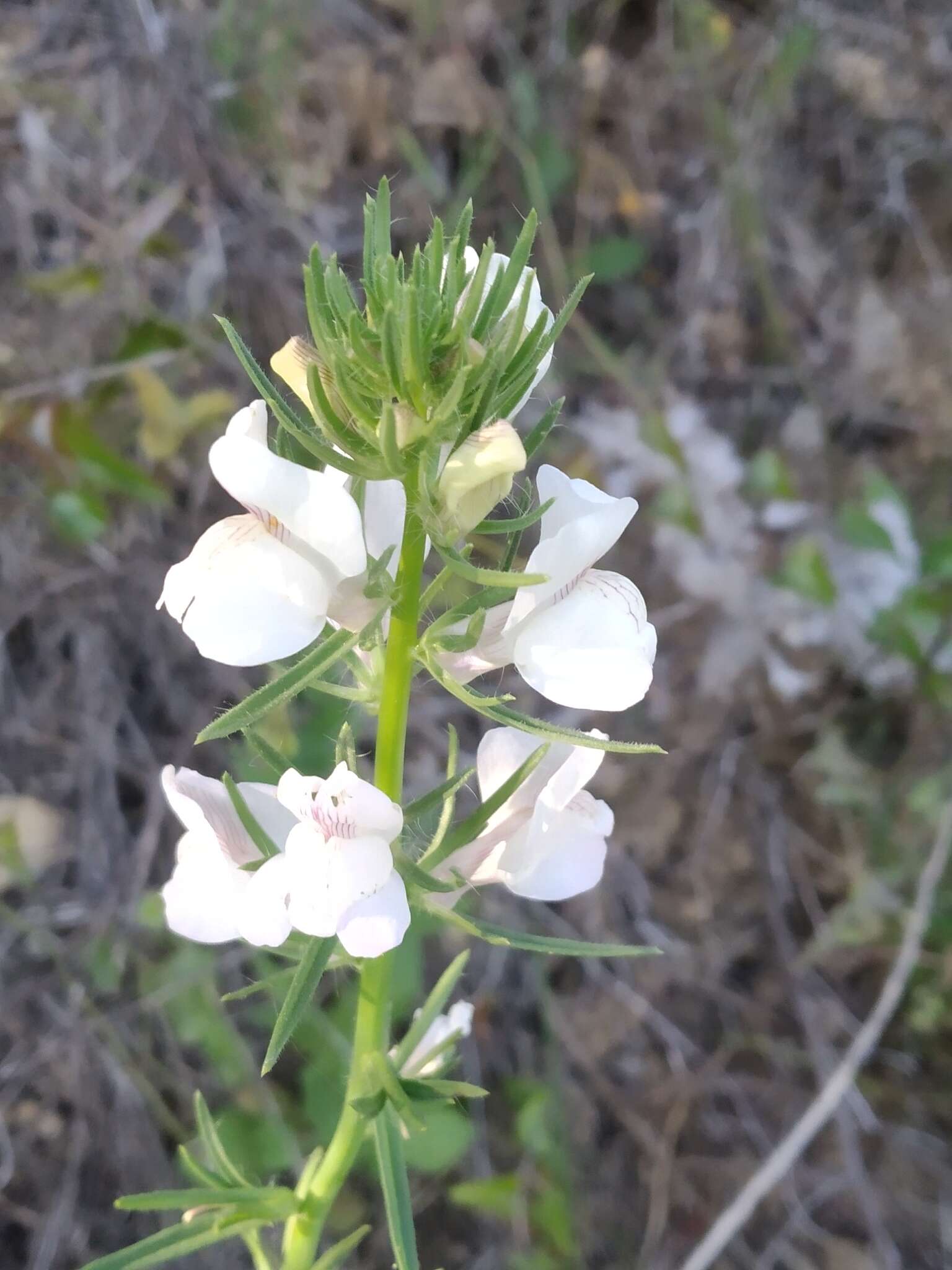 Image of Misopates calycinum (Vent.) Rothm.