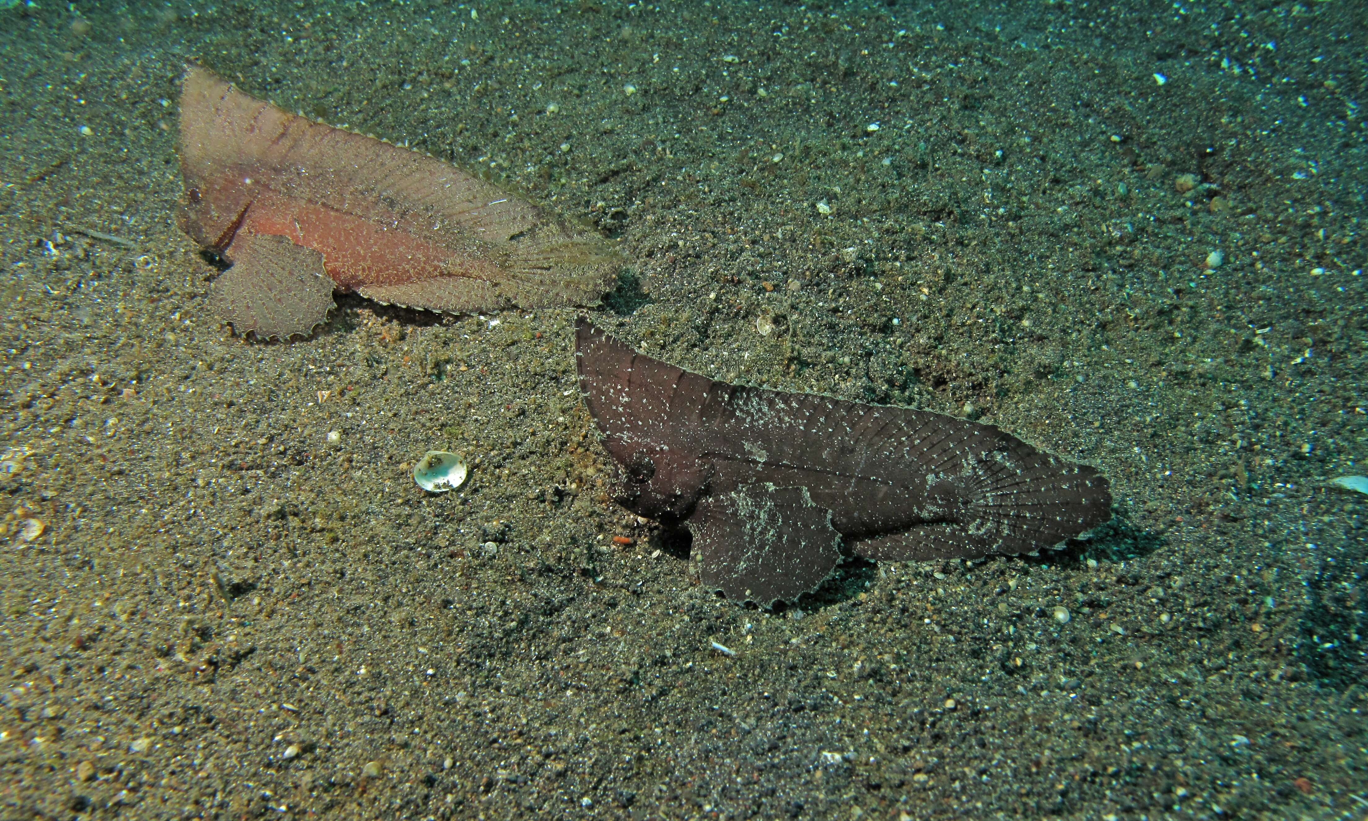 Image of Cockatoo fish