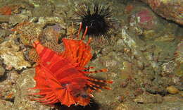 Image of Dwarf lionfish