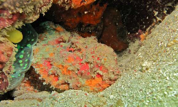 Image of Reef stonefish