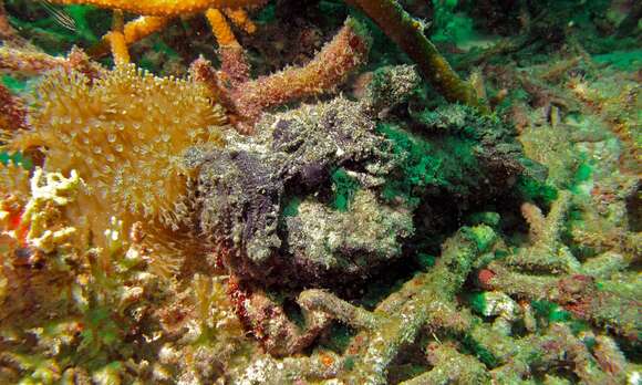 Image of Reef stonefish