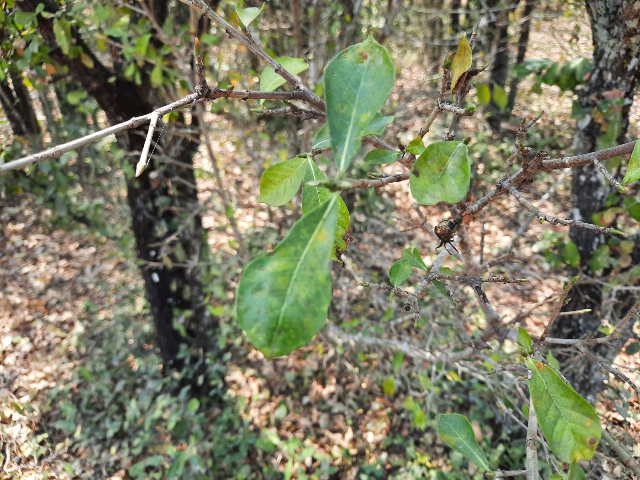 Image of Gardenia saxatilis Geddes