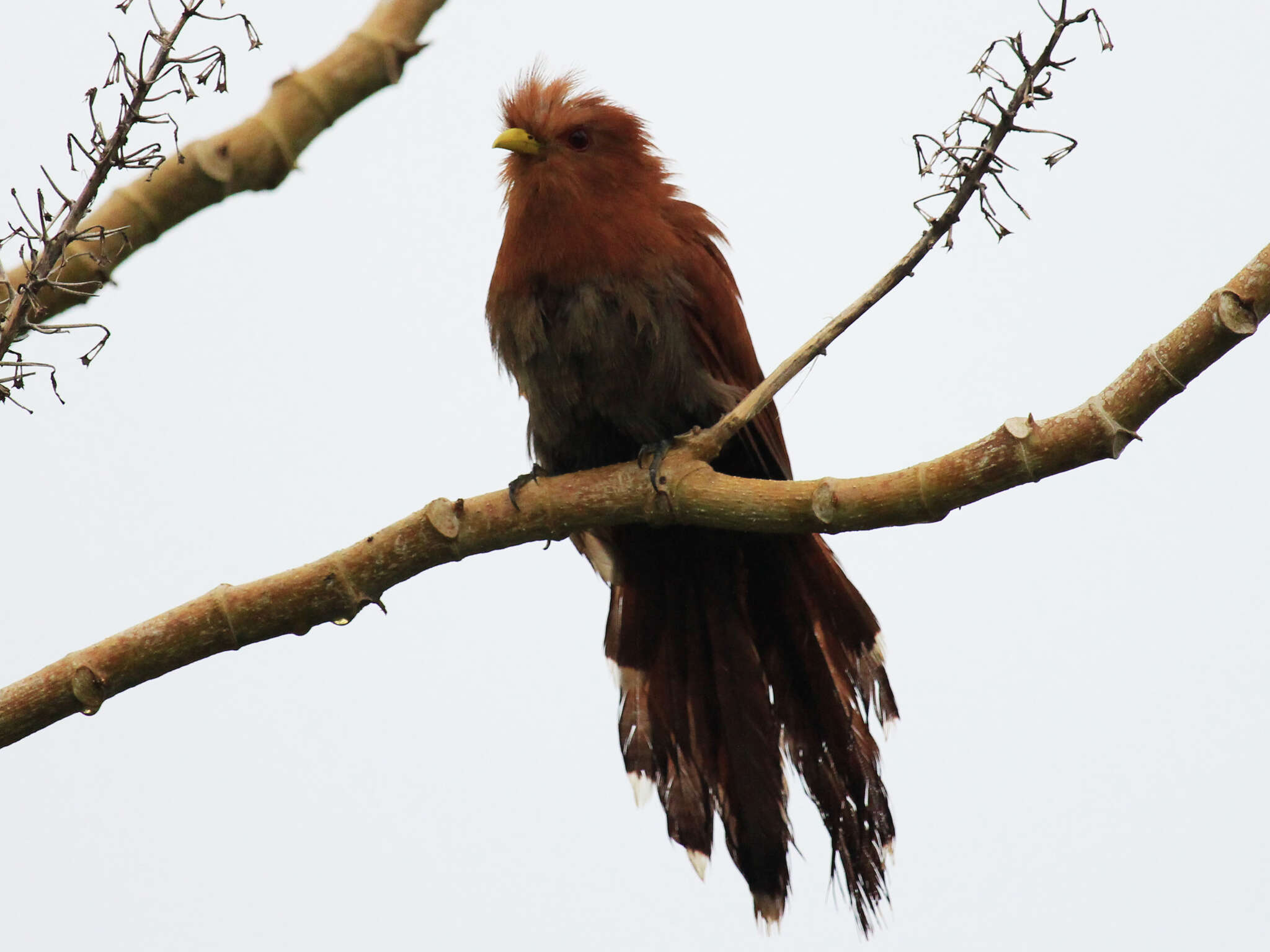 Image of Little Cuckoo