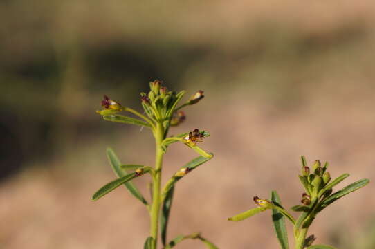 Image of Cleome amblyocarpa Barr. & Murb.