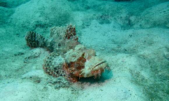 Image of Smallscale scorpionfish