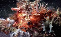 Image of Dwarf lionfish