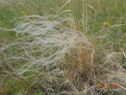 Plancia ëd Stipa lessingiana Trin. & Rupr.