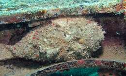 Image of Reef stonefish