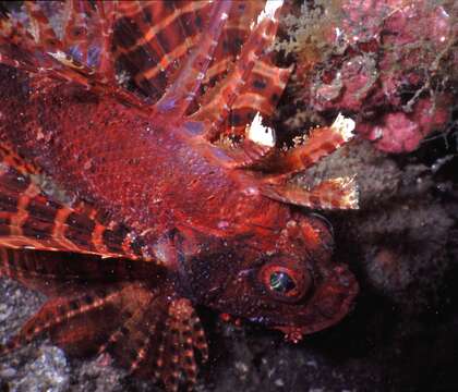 Image of Dwarf lionfish