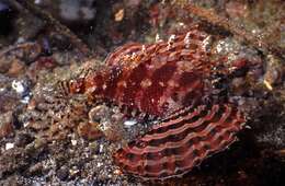 Image of Dwarf lionfish