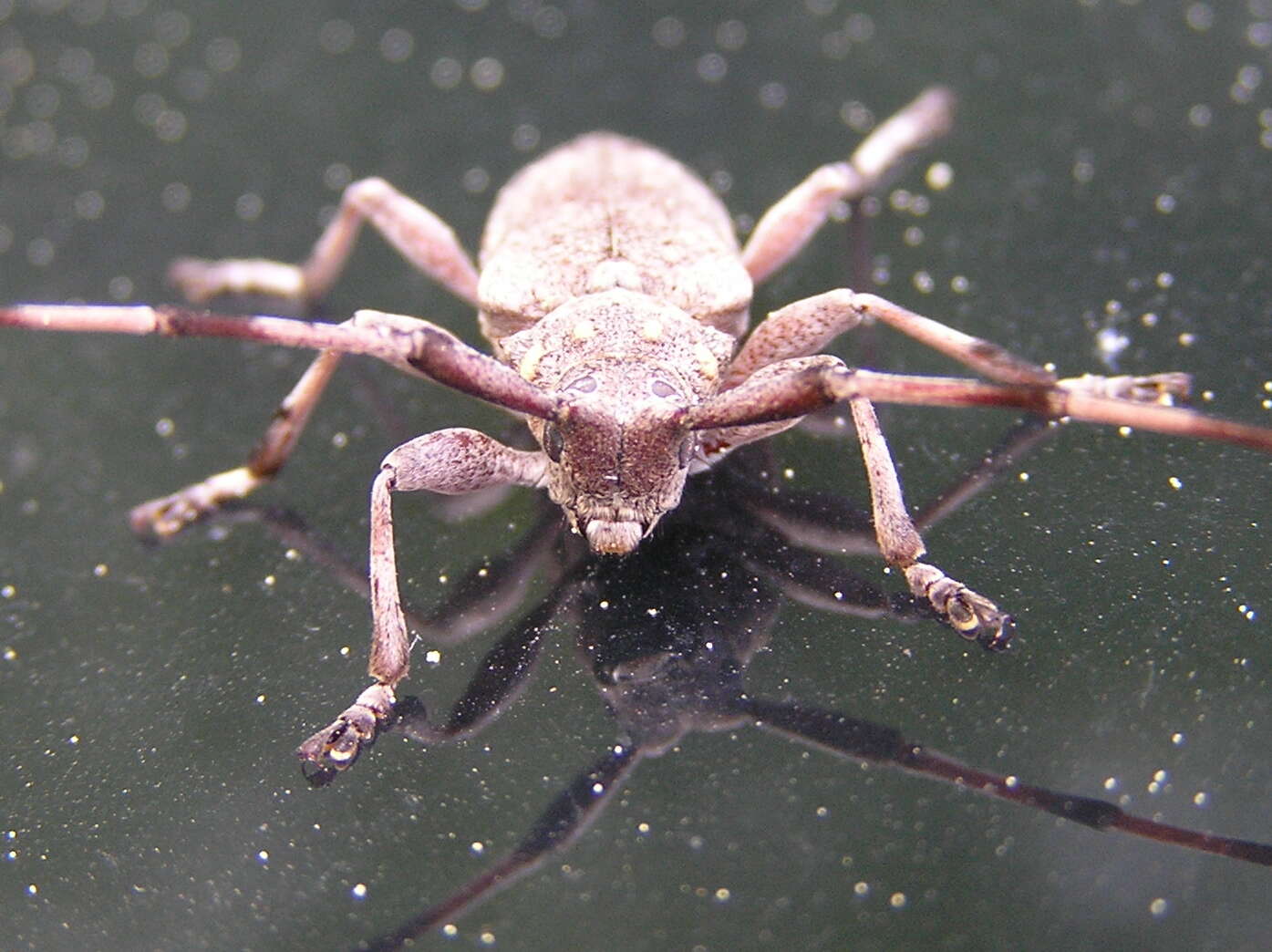 Image of Timberman beetle