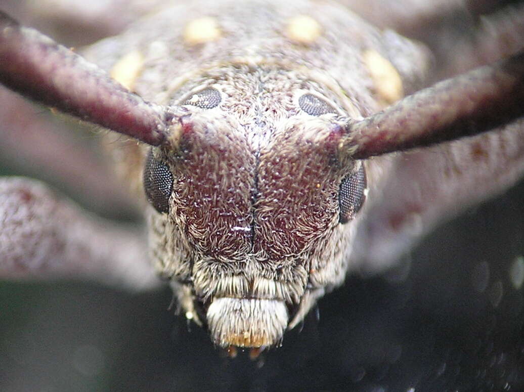 Image of Timberman beetle