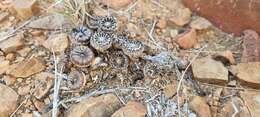 Image of living stone succulent