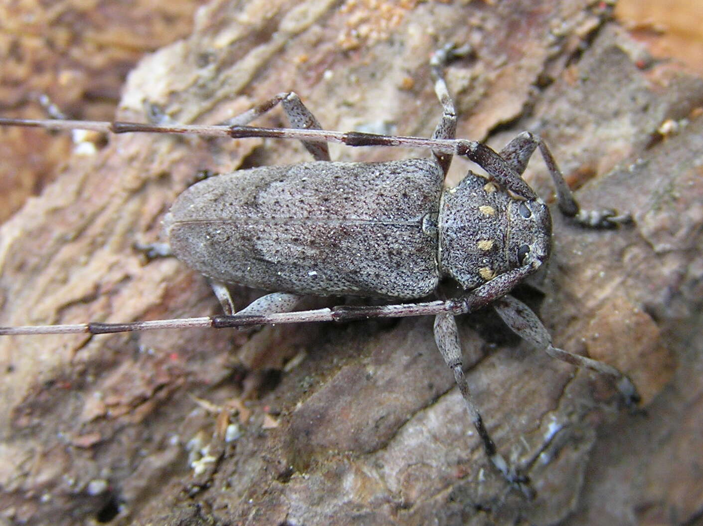 Image of Timberman beetle