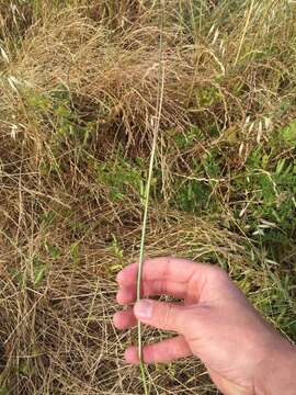 Image de Deschampsia cespitosa subsp. holciformis (J. Presl) W. E. Lawr.